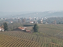 Campagna in autunno 3249.Filari